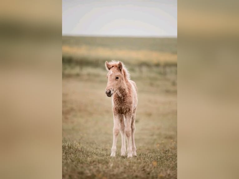 Icelandic Horse Mare 2 years 14,1 hh Palomino in Blankenheim