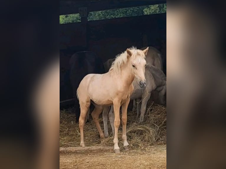 Icelandic Horse Mare 2 years 14,1 hh Palomino in Blankenheim