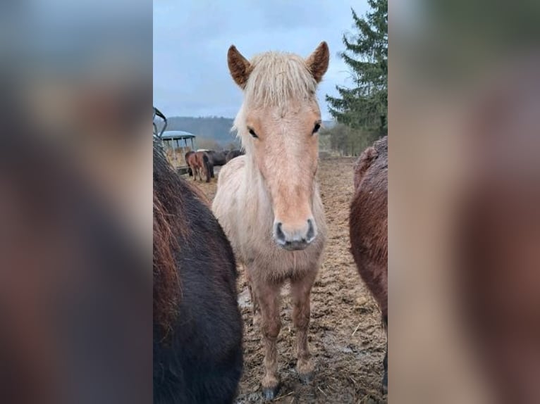 Icelandic Horse Mare 2 years 14,1 hh Palomino in Blankenheim