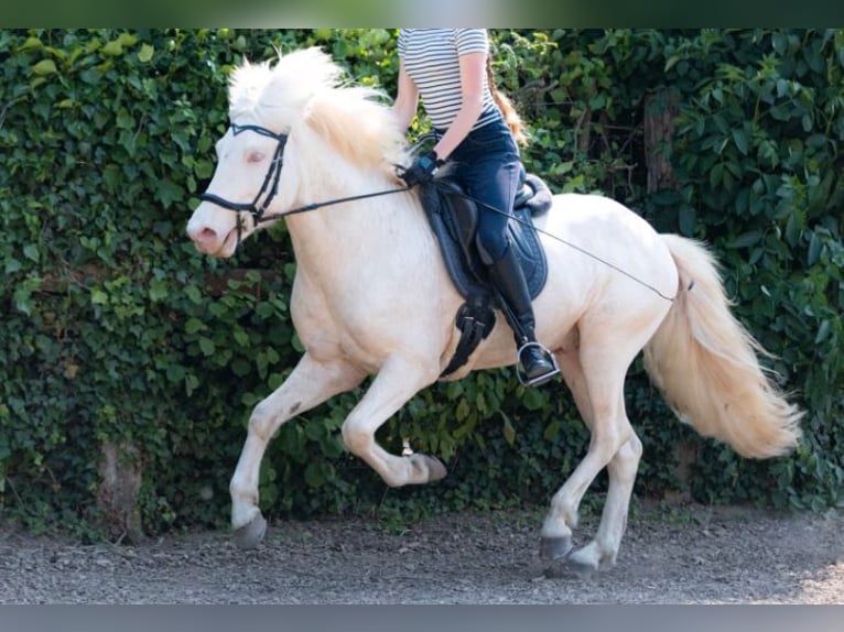 Icelandic Horse Mare 2 years 14,1 hh Palomino in Blankenheim