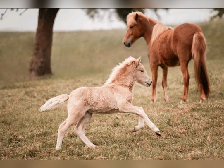 Icelandic Horse Mare 2 years 14,1 hh Palomino in Blankenheim