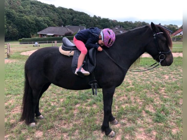 Icelandic Horse Mare 2 years 14,1 hh Palomino in Blankenheim