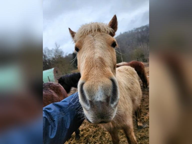 Icelandic Horse Mare 2 years 14,1 hh Palomino in Blankenheim