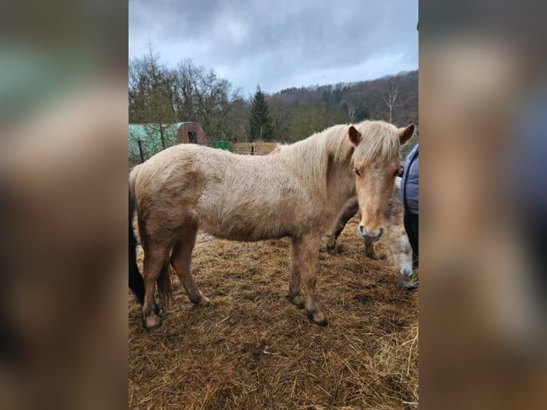 Icelandic Horse Mare 2 years 14,1 hh Palomino in Blankenheim