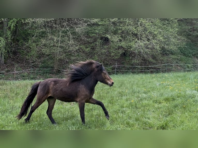 Icelandic Horse Mare 2 years 14 hh Brown in Insul