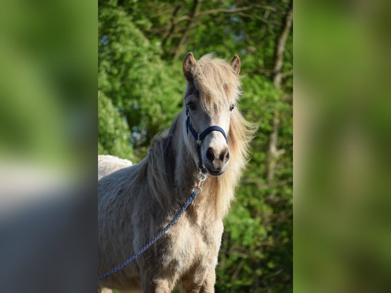 Icelandic Horse Mare 2 years in Blunk