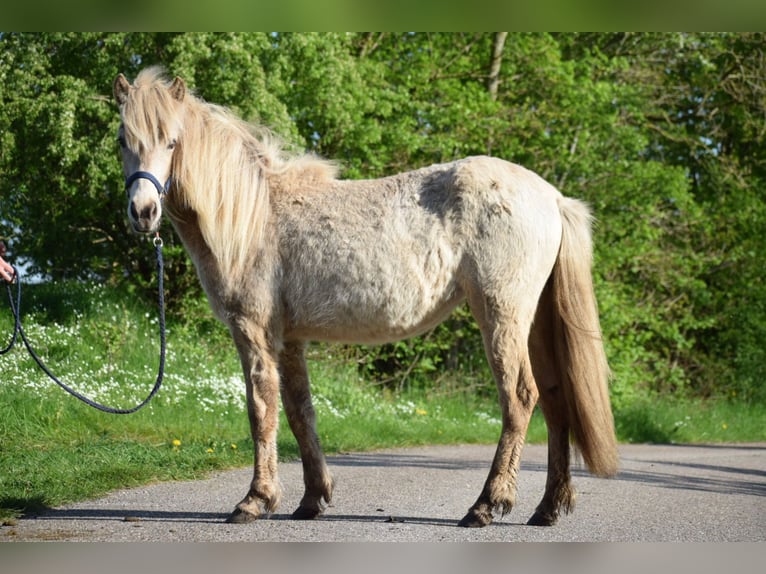 Icelandic Horse Mare 2 years in Blunk