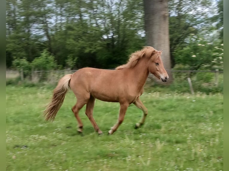 Icelandic Horse Mare 2 years Chestnut-Red in Wiemersdorf