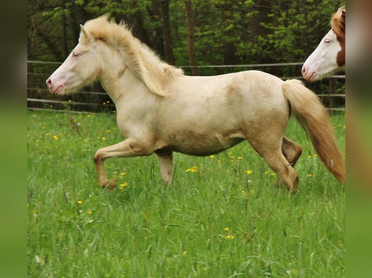 Icelandic Horse Mare 2 years Cremello in Saarland