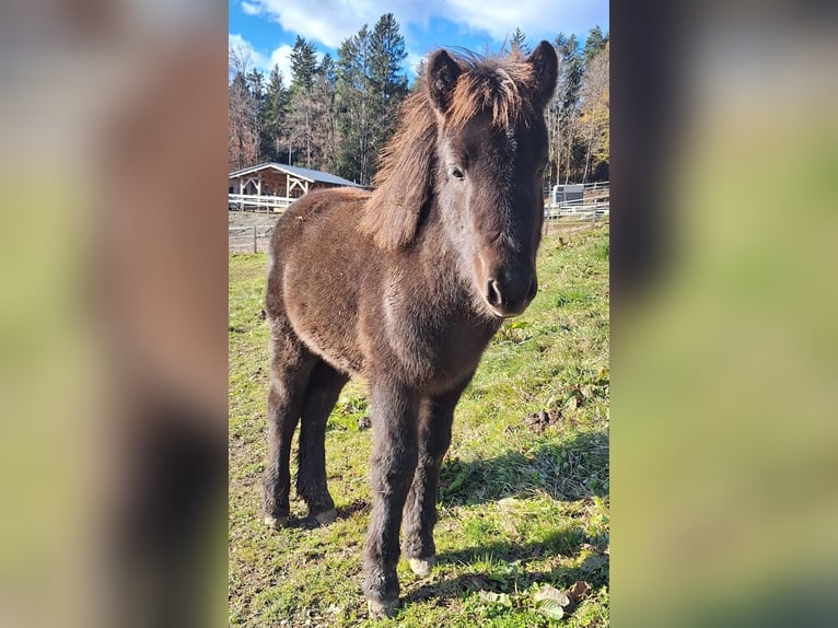 Icelandic Horse Mare 2 years in Obertilliach