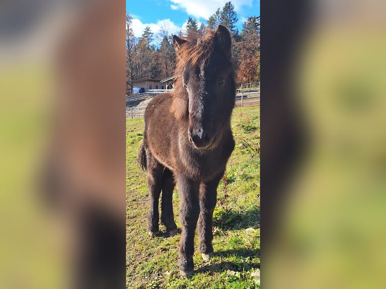 Icelandic Horse Mare 2 years in Obertilliach