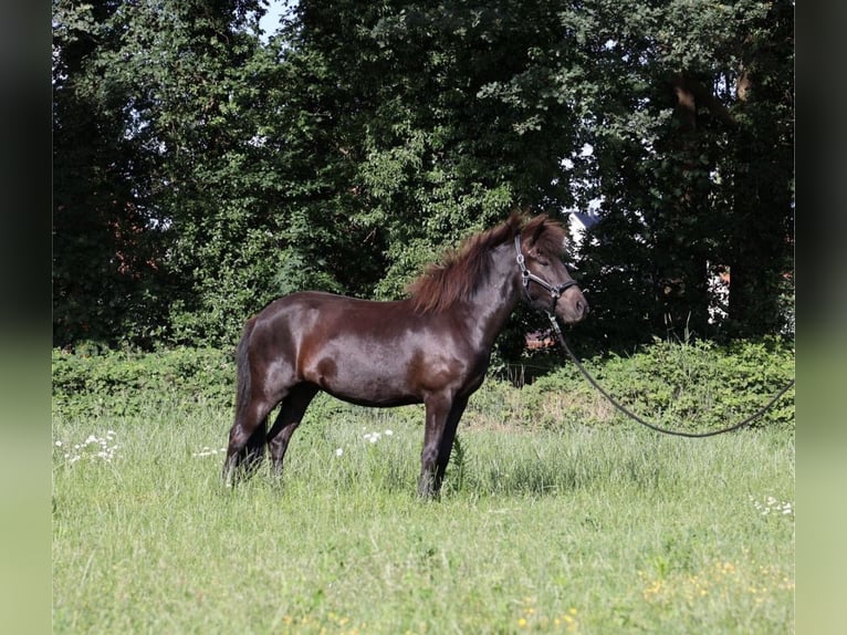 Icelandic Horse Mare 2 years Smoky-Black in Bohmte