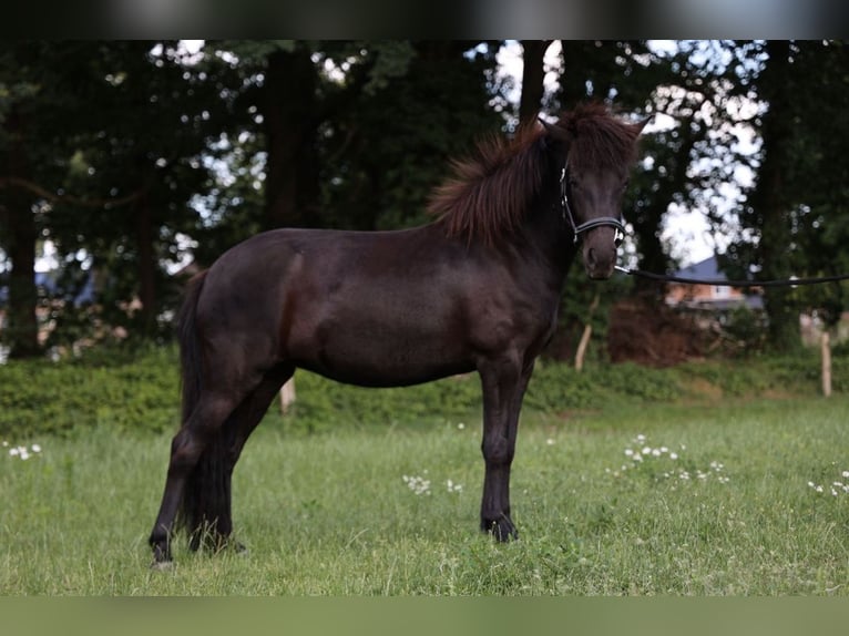 Icelandic Horse Mare 2 years Smoky-Black in Bohmte