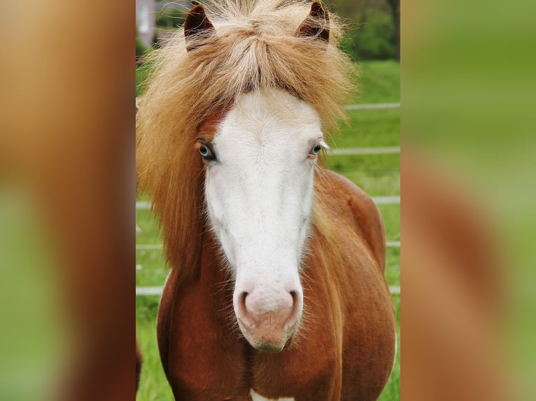 Icelandic Horse Mare 2 years White in Sankt Wendel