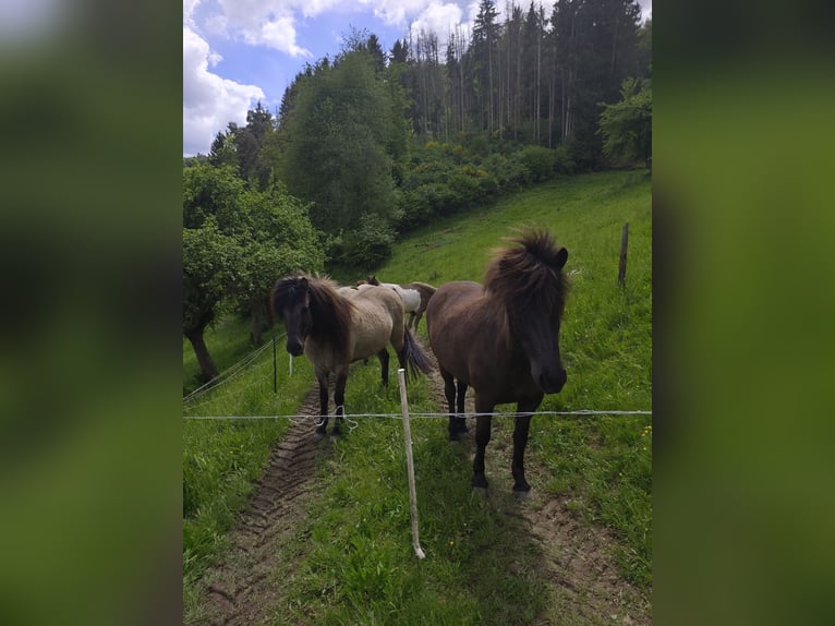 Icelandic Horse Mare 3 years 12.3 hh Dun in Kirchsahr