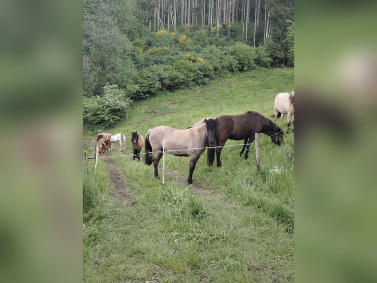 Icelandic Horse Mare 3 years 12.3 hh Dun in Kirchsahr