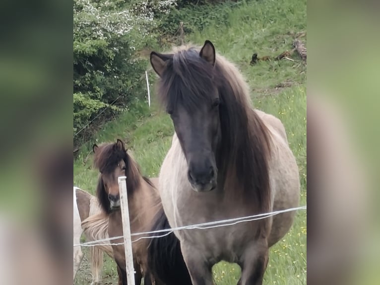 Icelandic Horse Mare 3 years 12.3 hh Dun in Kirchsahr