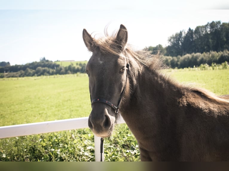 Icelandic Horse Mare 3 years 13,1 hh Black in Straßwalchen