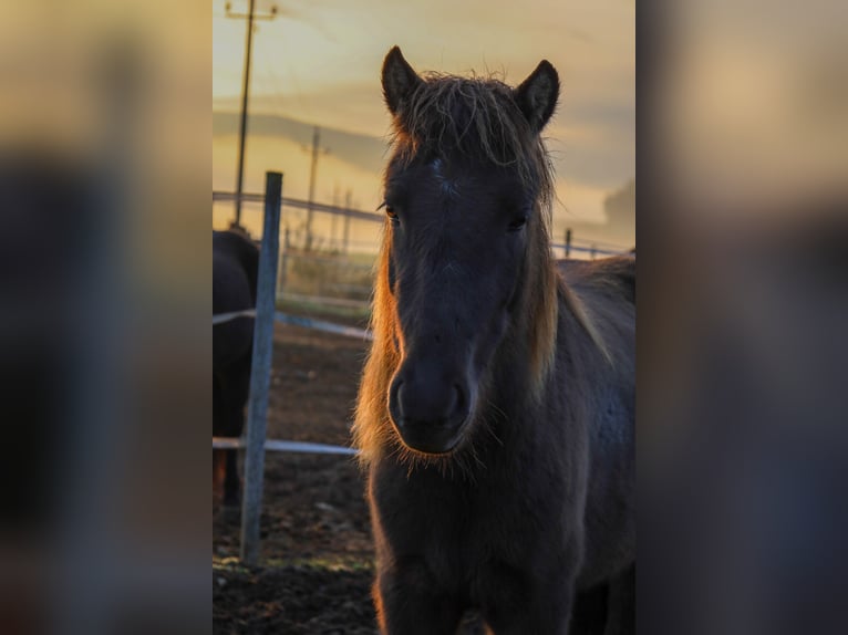 Icelandic Horse Mare 3 years 13,1 hh Black in Straßwalchen