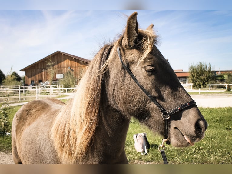 Icelandic Horse Mare 3 years 13,1 hh Black in Straßwalchen