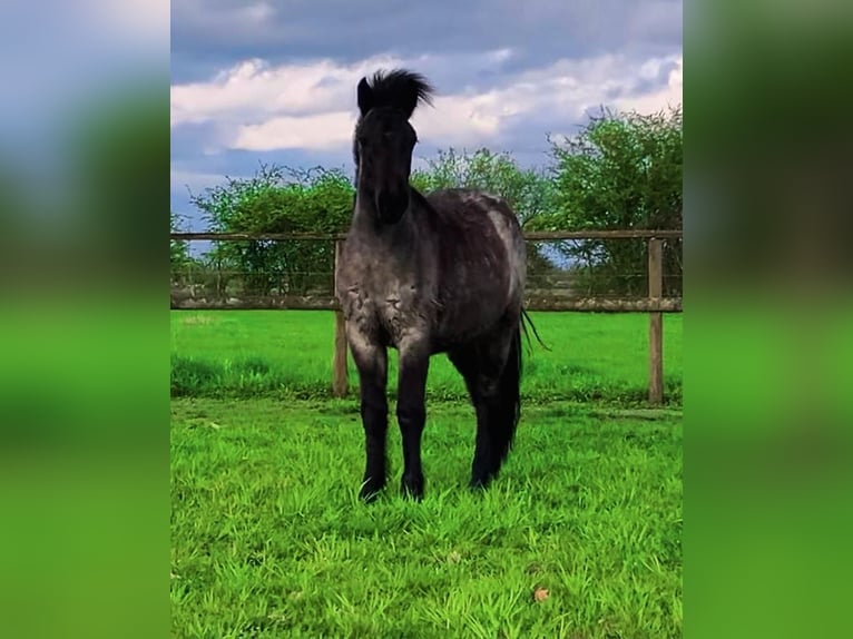 Icelandic Horse Mare 3 years 13,1 hh Roan-Bay in Bücken