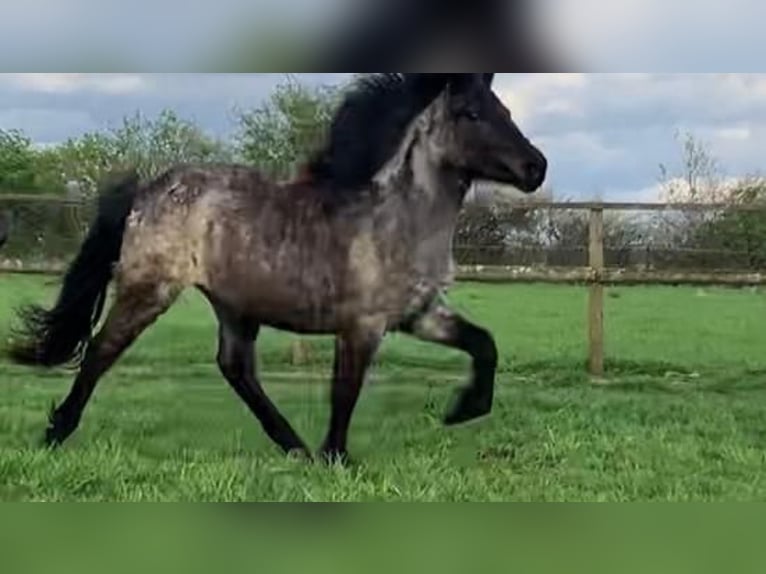 Icelandic Horse Mare 3 years 13,1 hh Roan-Bay in Bücken