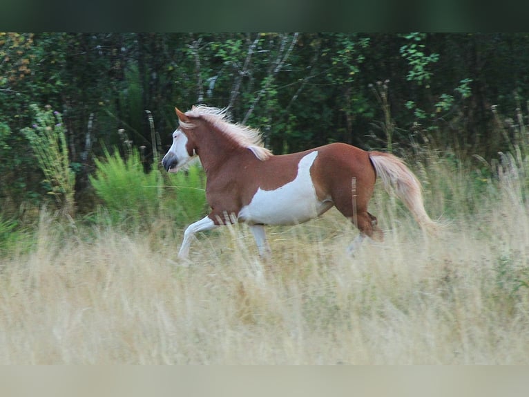 Icelandic Horse Mare 3 years 13.1 hh White in Saarland