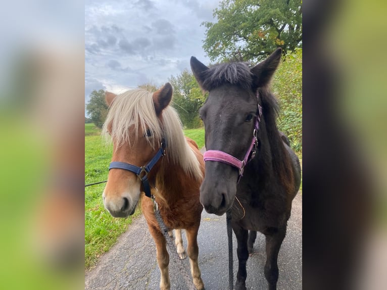 Icelandic Horse Mare 3 years 13,2 hh Black in Bunk