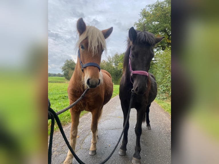 Icelandic Horse Mare 3 years 13,2 hh Black in Bunk