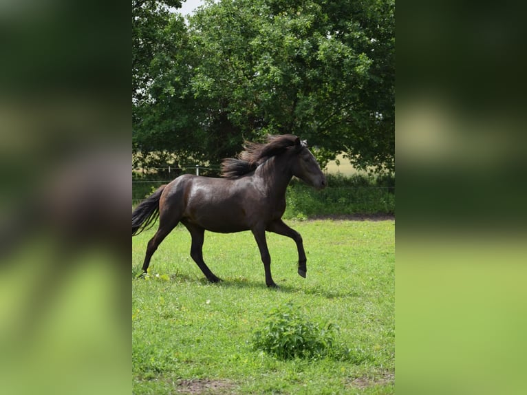 Icelandic Horse Mare 3 years 13,2 hh Black in Bunk