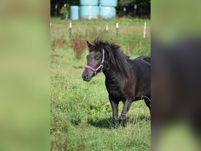 Icelandic Horse Mare 3 years 13,2 hh Black in Bunk