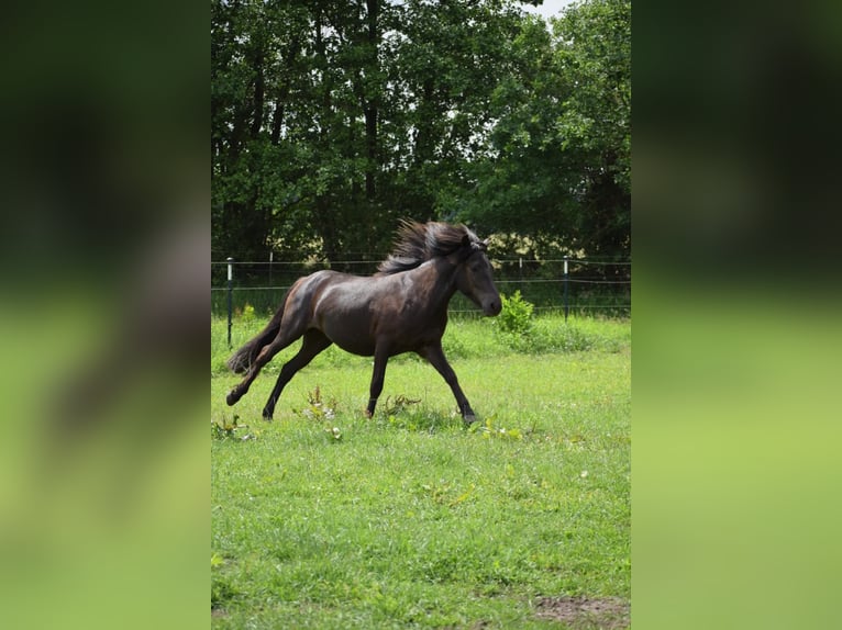 Icelandic Horse Mare 3 years 13,2 hh Black in Bunk