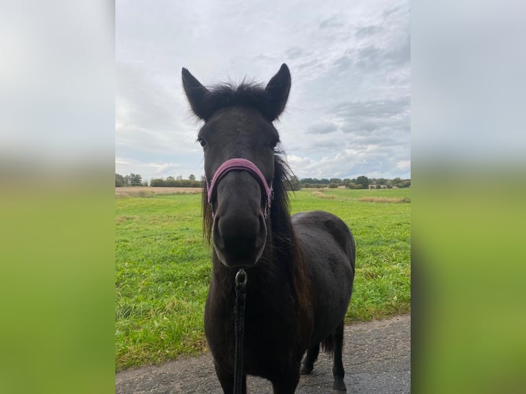 Icelandic Horse Mare 3 years 13,2 hh Black in Bunk