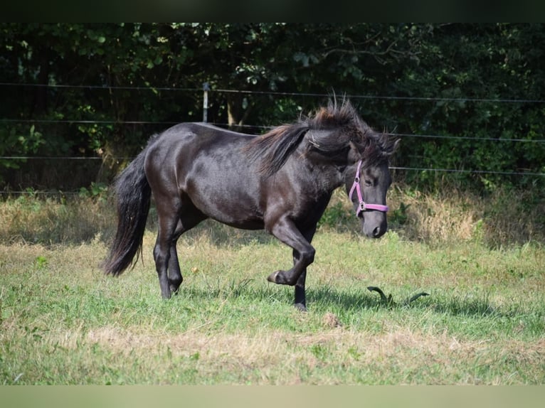 Icelandic Horse Mare 3 years 13,2 hh Black in Bunk