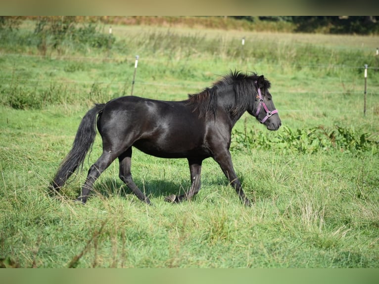 Icelandic Horse Mare 3 years 13,2 hh Black in Bunk