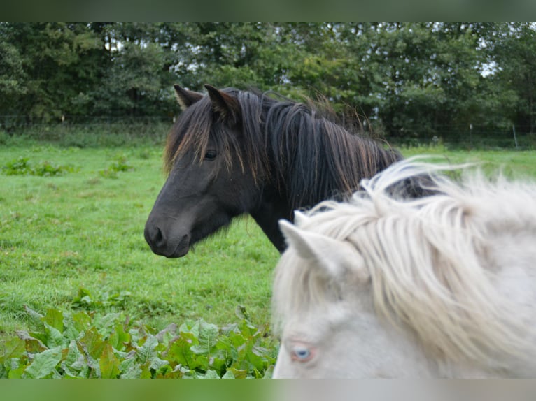 Icelandic Horse Mare 3 years 13,2 hh Black in Bunk