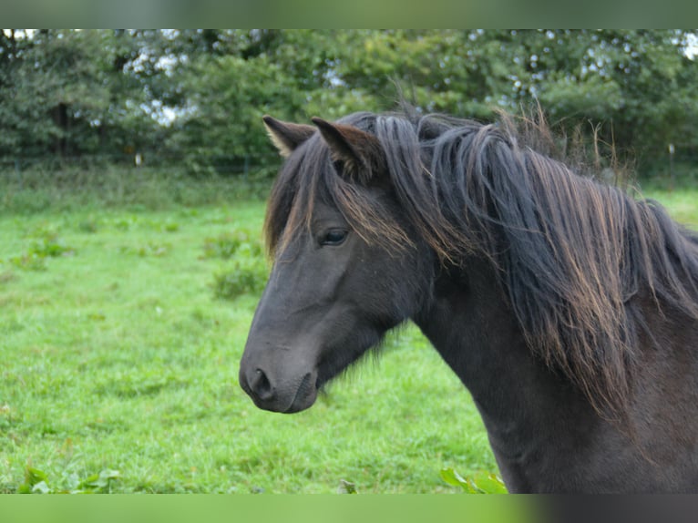 Icelandic Horse Mare 3 years 13,2 hh Black in Bunk