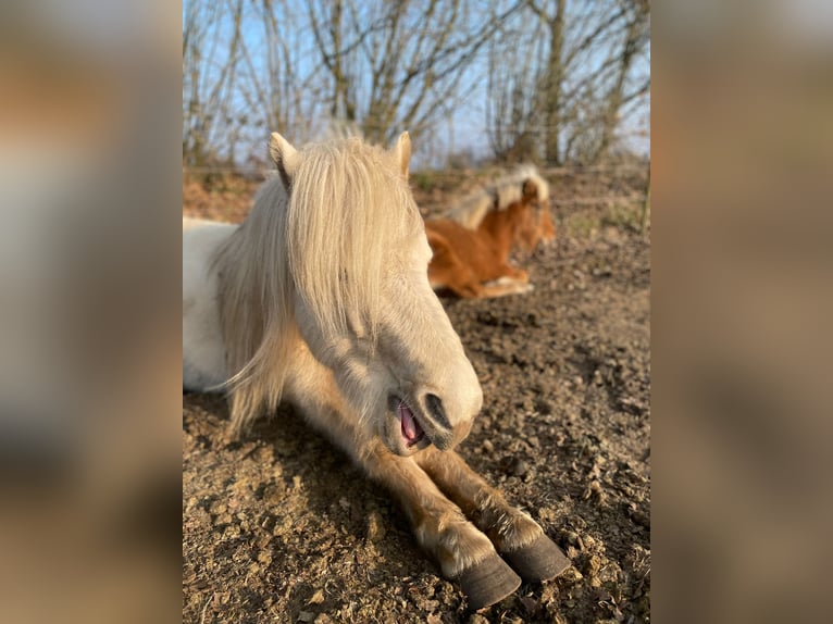 Icelandic Horse Mare 3 years 13,2 hh in Blunk