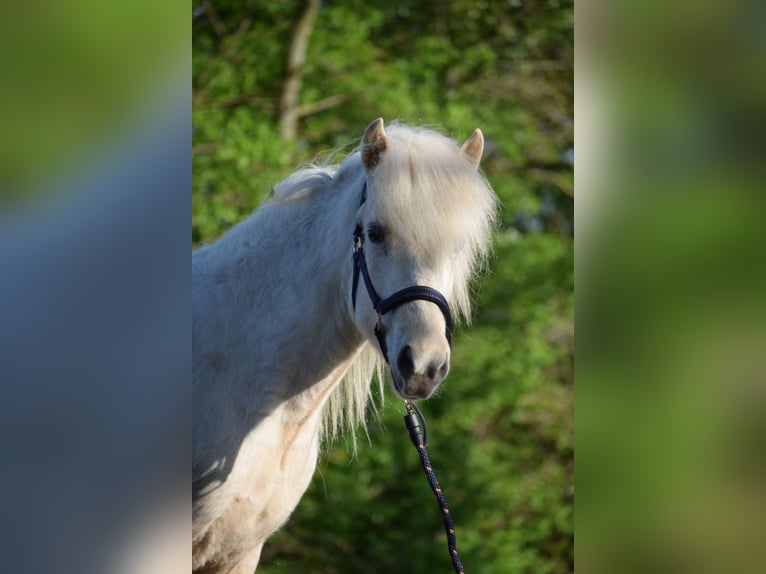 Icelandic Horse Mare 3 years 13,2 hh in Blunk