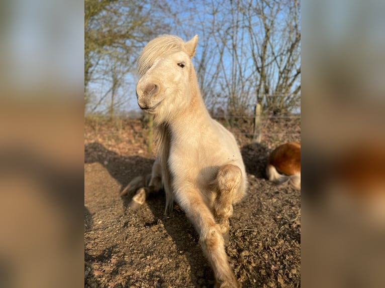 Icelandic Horse Mare 3 years 13,2 hh in Blunk