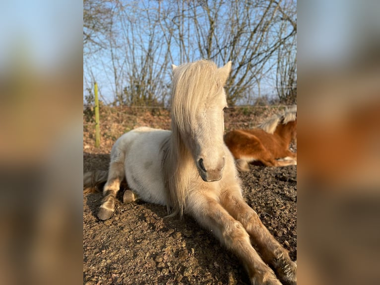 Icelandic Horse Mare 3 years 13,2 hh in Blunk