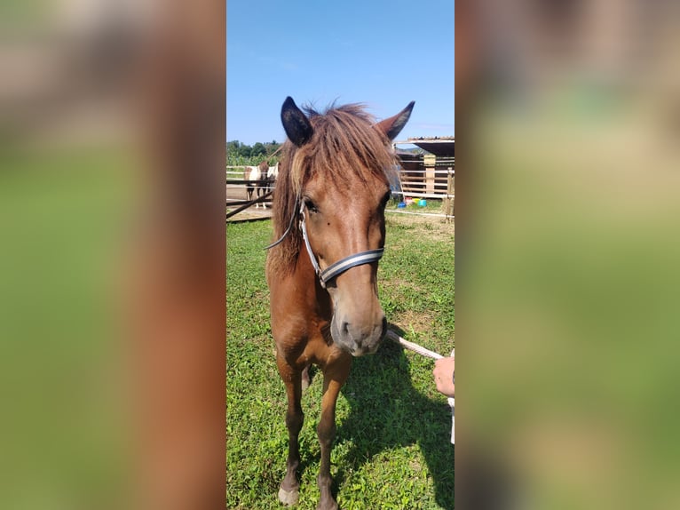 Icelandic Horse Mare 3 years 13,2 hh Brown in Šentrupert