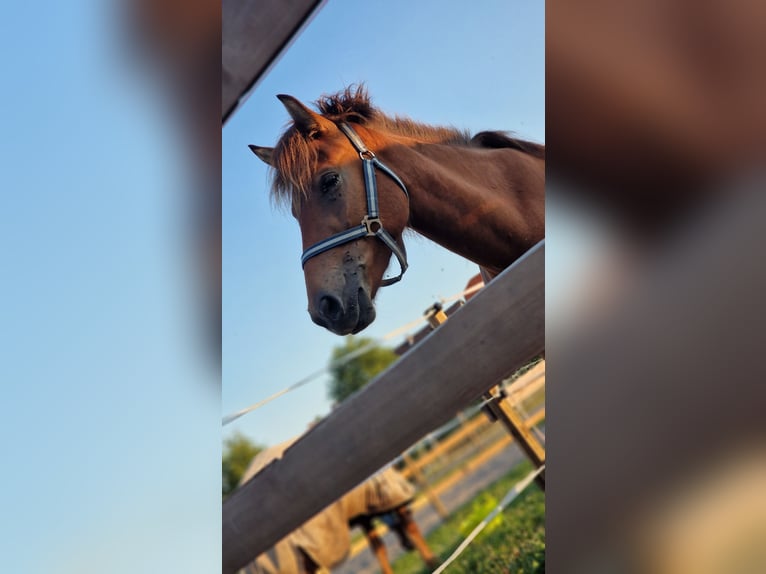 Icelandic Horse Mare 3 years 13,2 hh Brown in Šentrupert