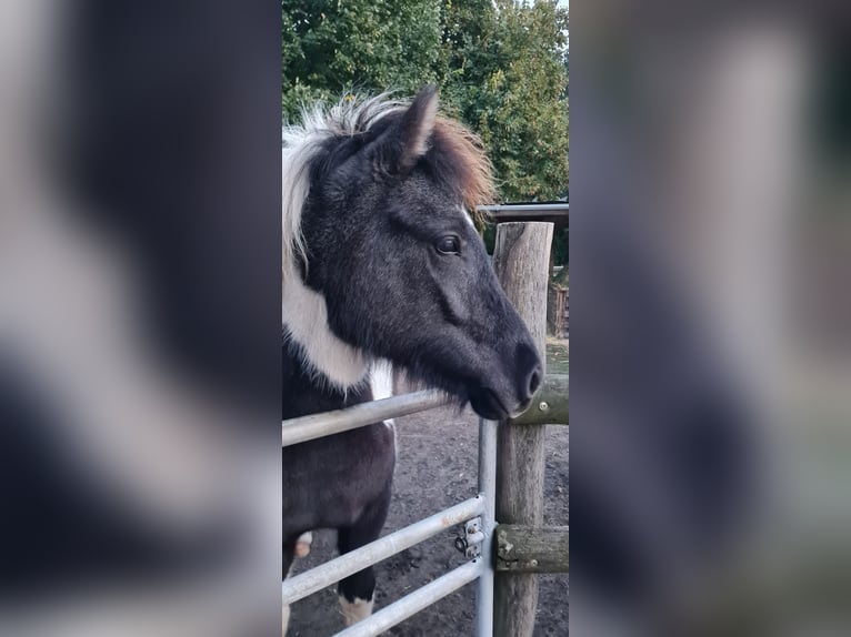 Icelandic Horse Mare 3 years 13,2 hh Can be white in Nauen/ OT Markee