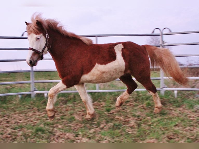 Icelandic Horse Mare 3 years 13.2 hh Chestnut-Red in Saarland