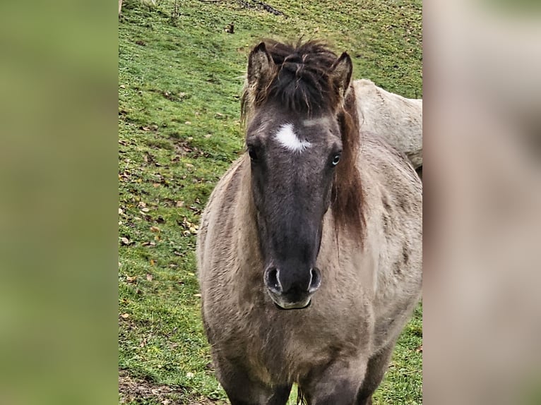 Icelandic Horse Mare 3 years 13,2 hh Dun in Wissen