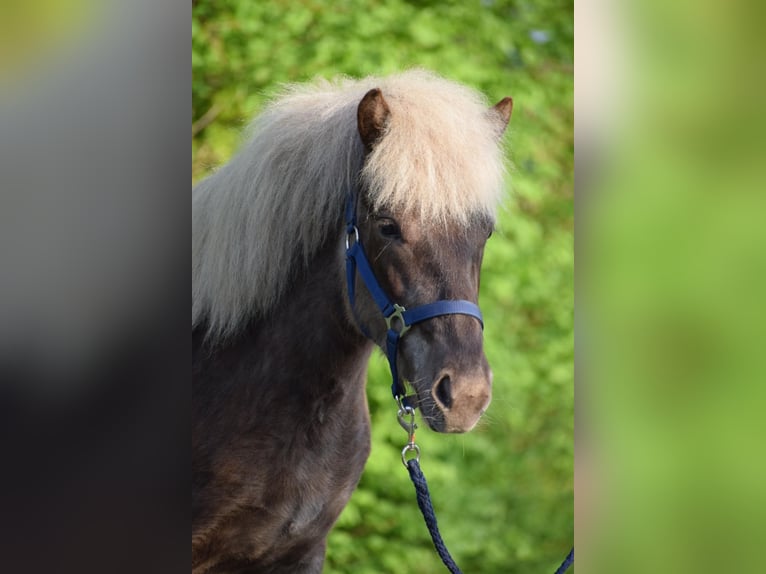 Icelandic Horse Mare 3 years 13,2 hh in Blunk