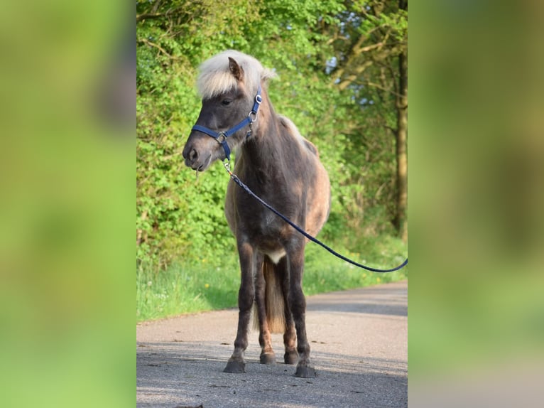 Icelandic Horse Mare 3 years 13,2 hh in Blunk