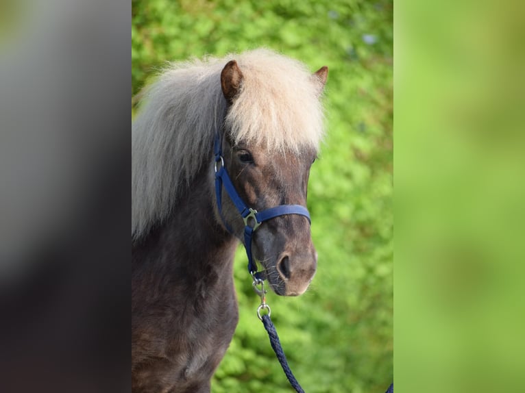 Icelandic Horse Mare 3 years 13,2 hh in Blunk