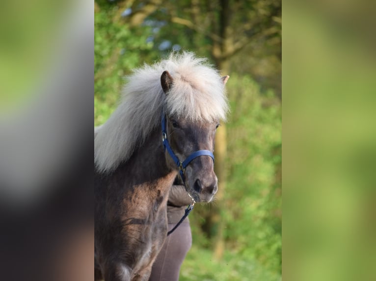 Icelandic Horse Mare 3 years 13,2 hh in Blunk